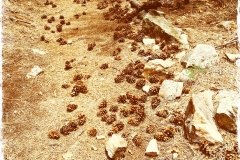 Pinecone_Alley_3