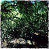 Undergrowth