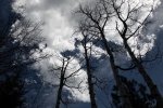 BarleyCanyon_tree+clouds