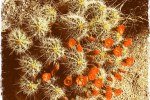 DelAgua-Piedra-Cactus-Bloom.2016.04.24