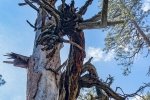 eastforktree_51495682137_o