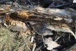 Bark Patterns 2