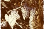 Bark Patterns