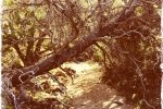 Fallen Tree over the Trail