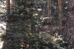 IMG_0870