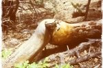 Convulsed-Fallen-Tree