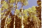Aspens1