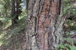 IMG_0935