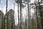 trailcanyonaspens-_37949344565_o