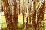 Aspen Grove Trunks 3.Valles Caldera.Jay.2016-05-29