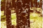 Aspen Trunk 2.Valles Caldera.Jay.2016-05-29