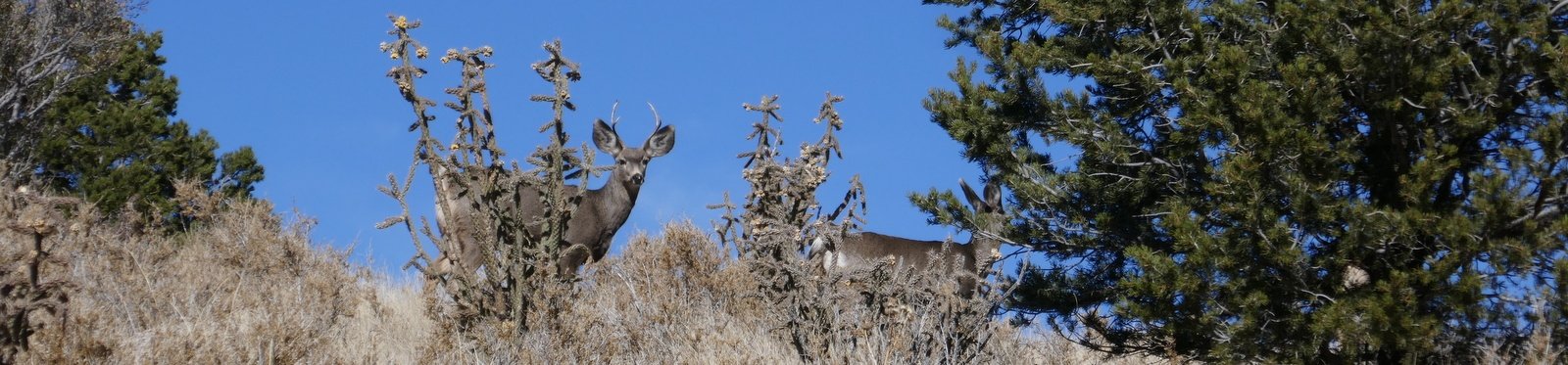 Oso Ridge-Embudito Trails Hike – 11/18/2019 - Hiking in New Mexico