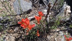 DelAgua-Piedra-Indian Paintbrush.2016.04.24    