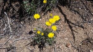 DelAgua-Piedra-Yellow Flowers aBloom.2016.04.24    