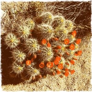 DelAgua-Piedra-Cactus Bloom.2016.04.24      