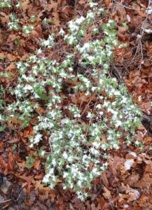 Palomas Peak Hike.Snow on Bushe's Leaves.20160501 103021 