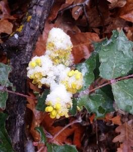 Palomas Peak Hike.Snow on Flowers.20160501 103028 