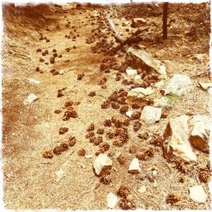Pinecone Alley 3        